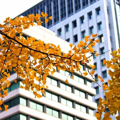 黄葉する銀杏とビルの写真