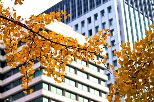 黄葉する銀杏とビルの写真