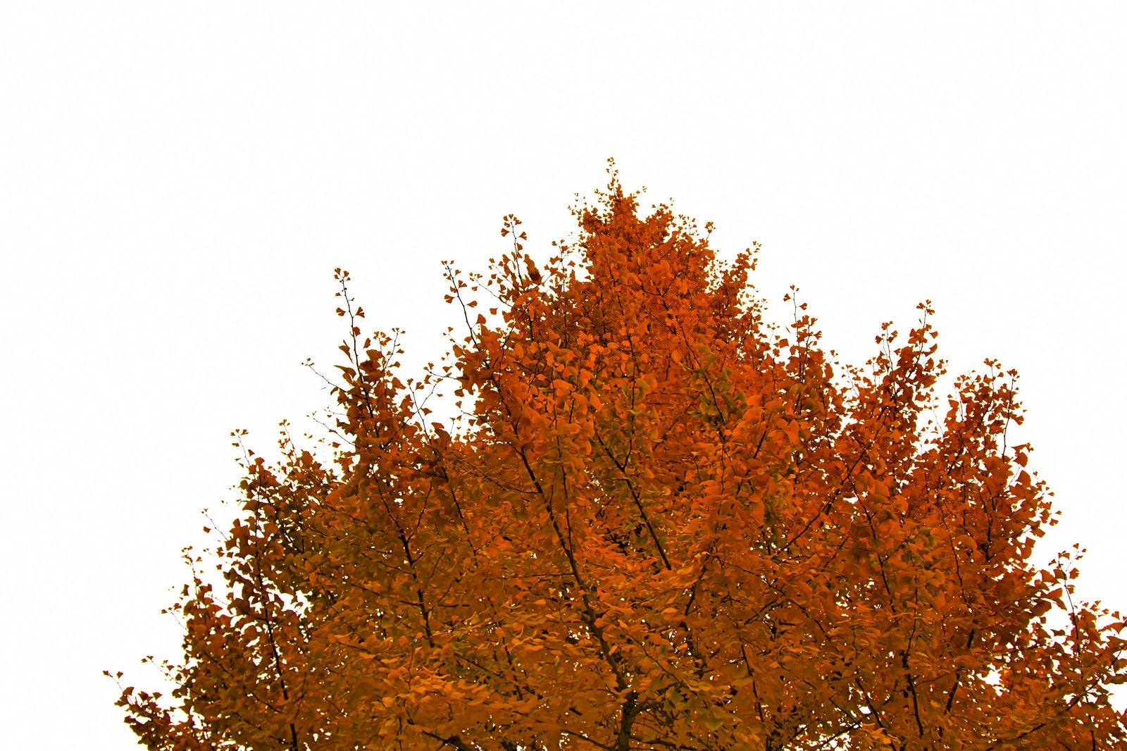 「オレンジ色に黄葉した木」の写真