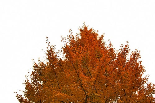 オレンジ色に黄葉した木の写真