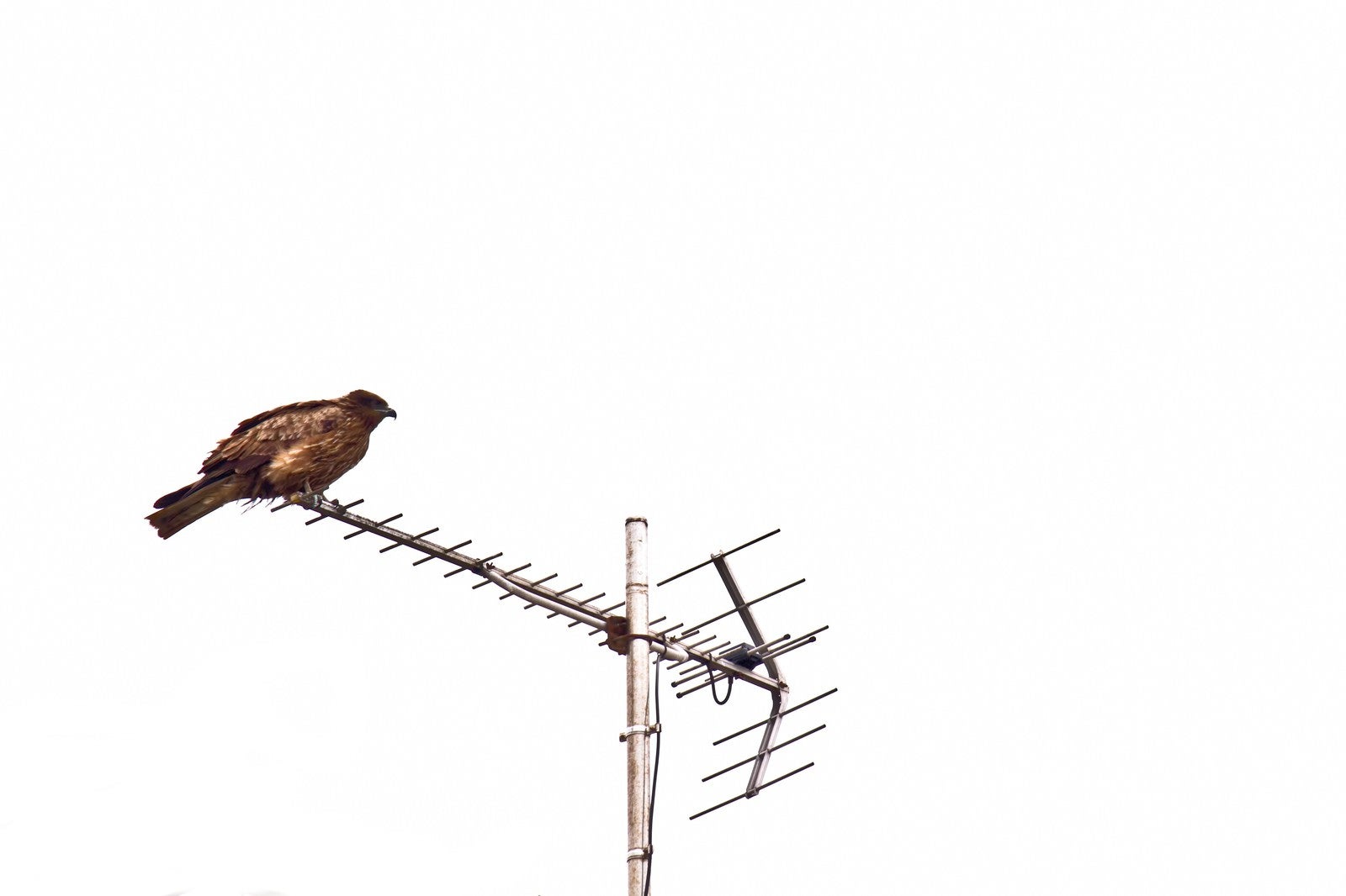 「アンテナにとまる鷹」の写真