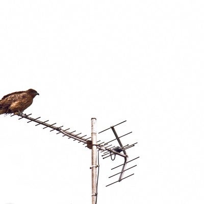 アンテナにとまる鷹の写真