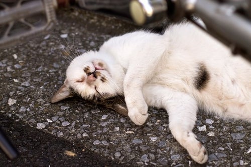 暑さにやられた猫の写真