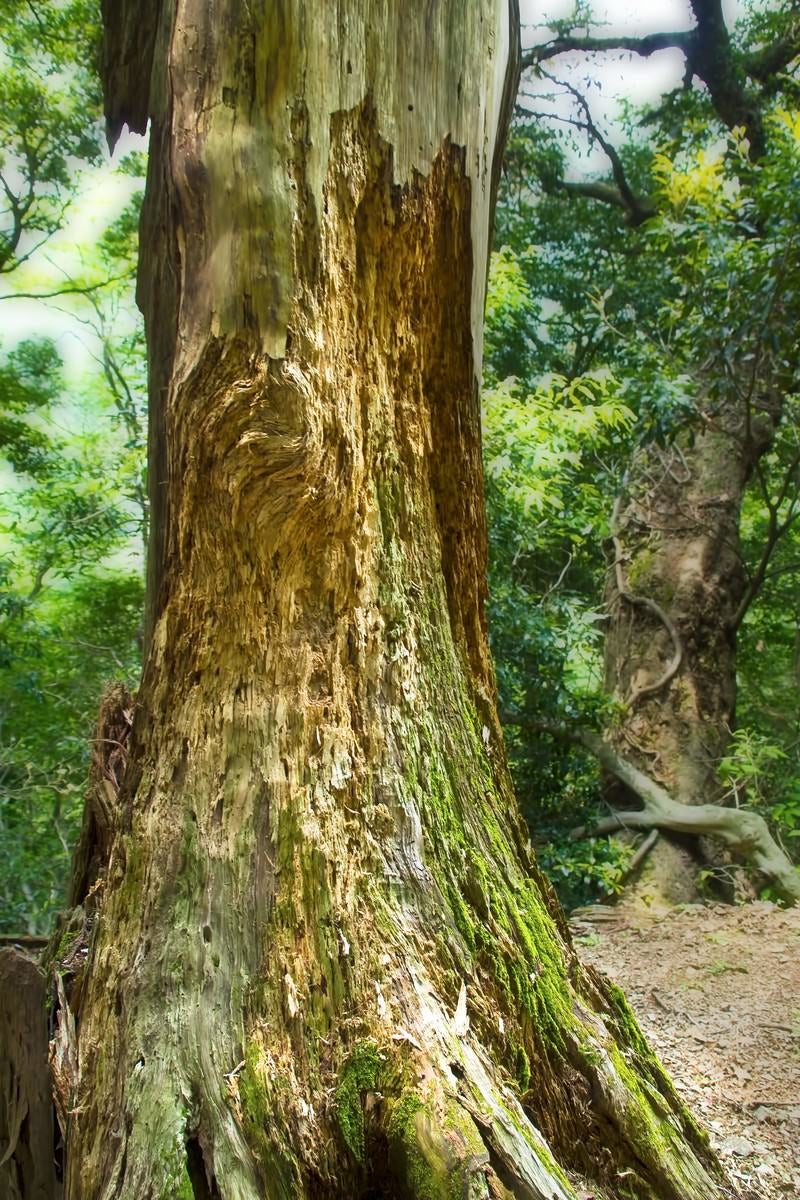 「削り取られた巨木」の写真