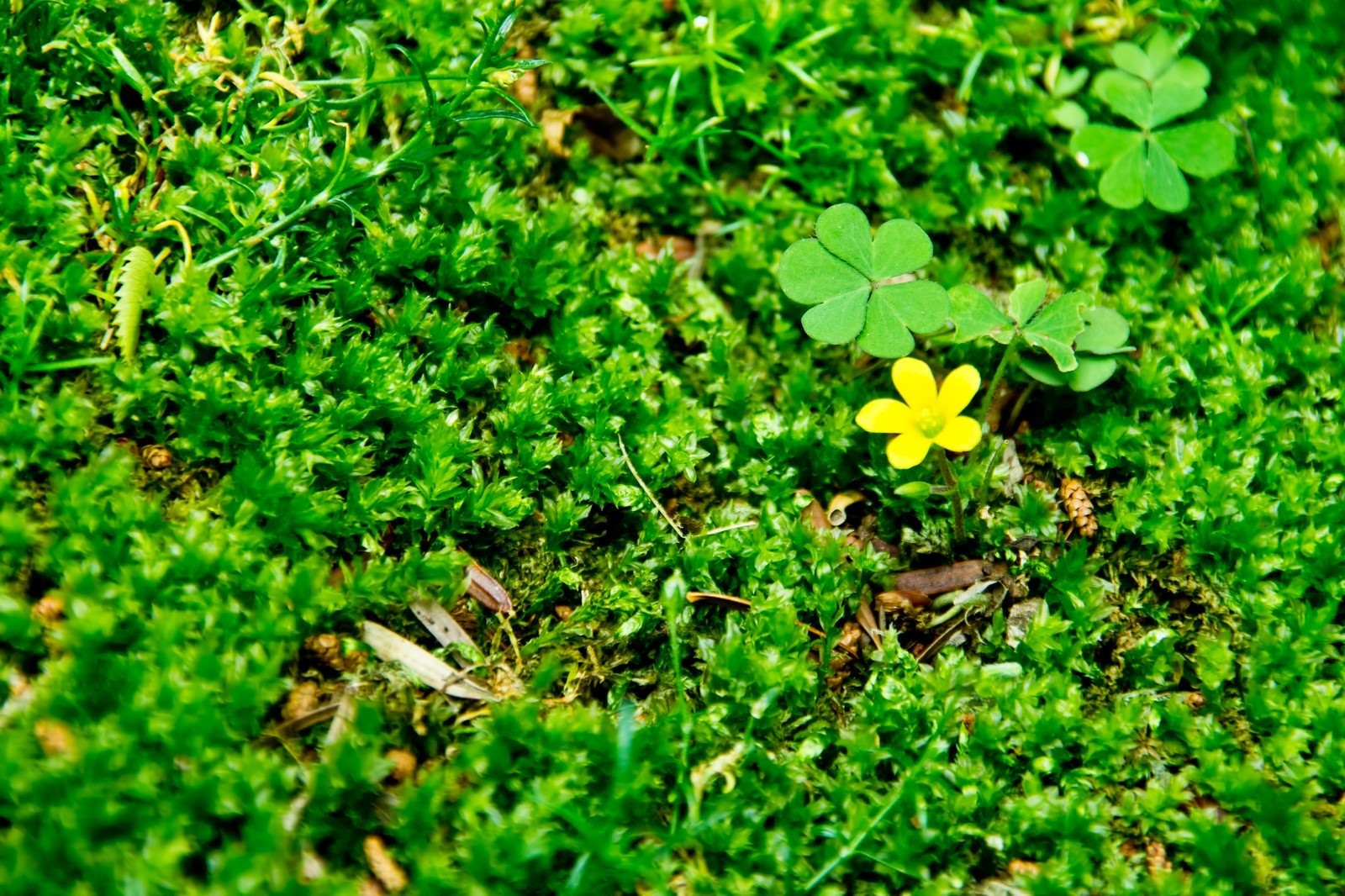 「緑の中の黄色い花」の写真