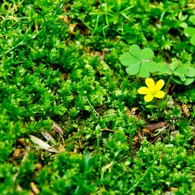 緑の中の黄色い花の写真