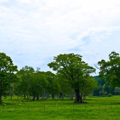 奥志賀高原の森林の写真