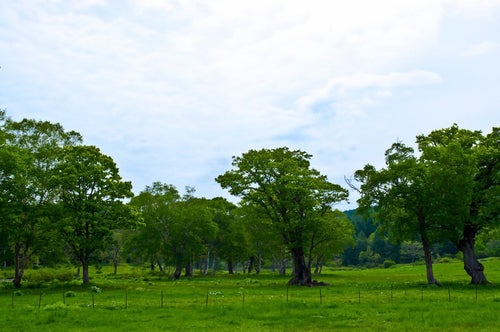 奥志賀高原の森林の写真