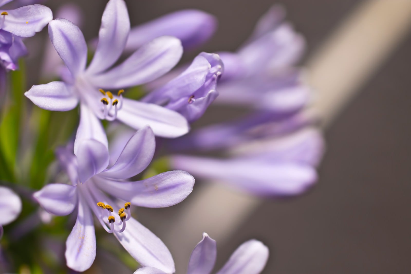 「薄紫の花」の写真