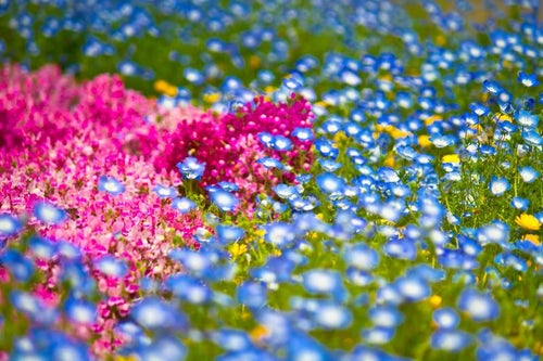 山下公園の花壇の花々の写真