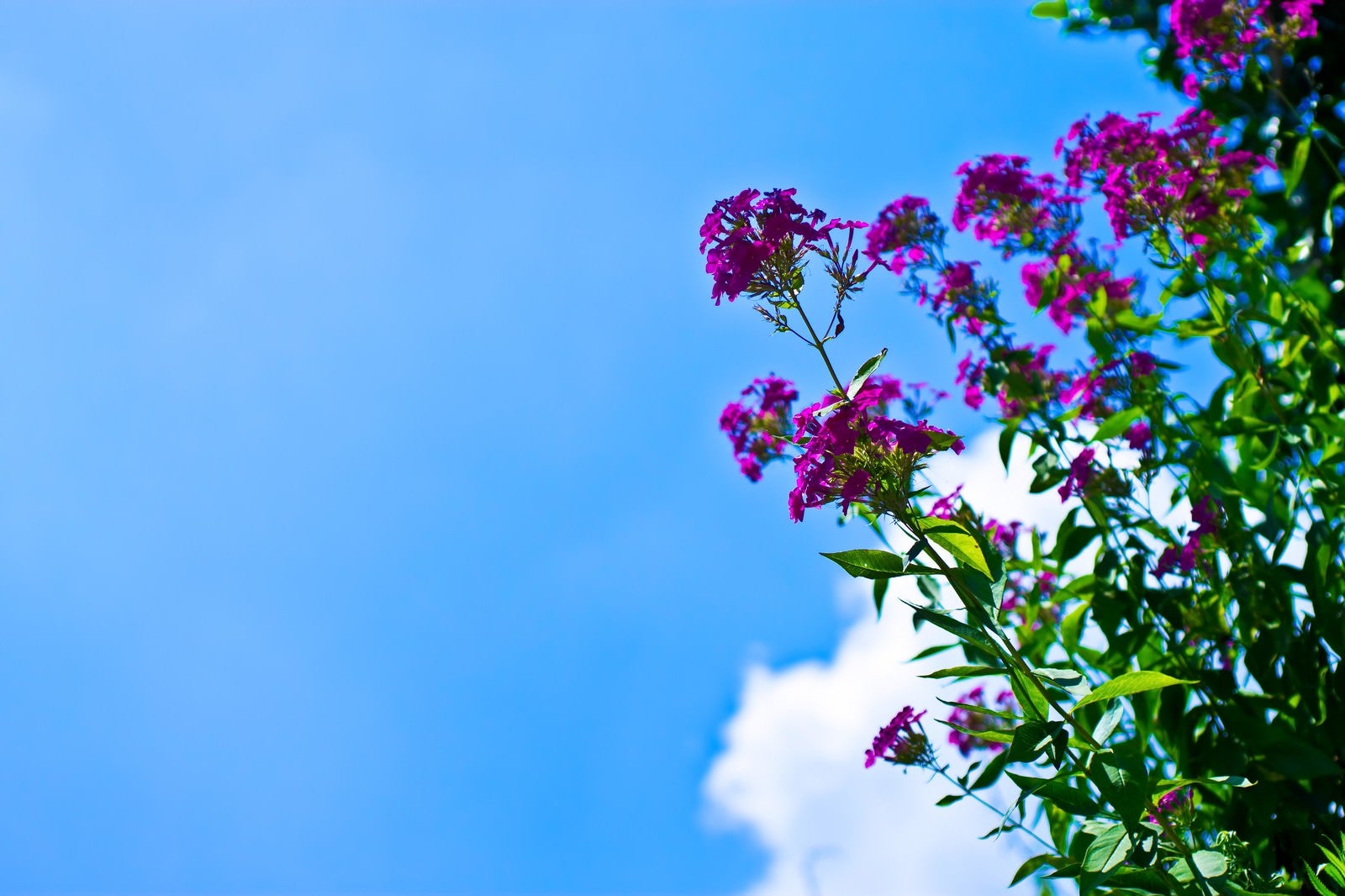 「真夏の青空と紫の花」の写真
