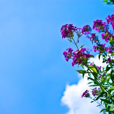 真夏の青空と紫の花の写真
