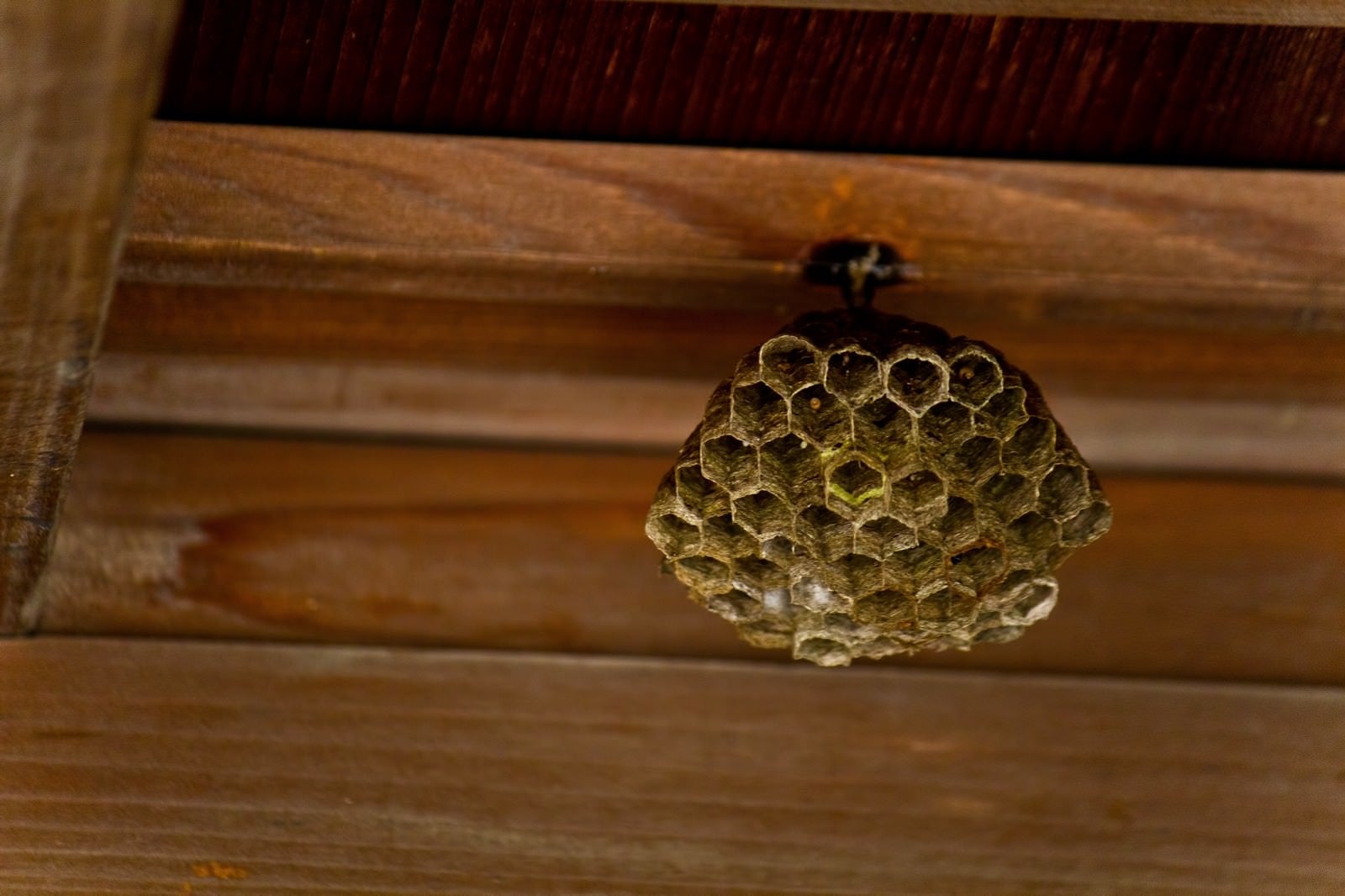 「小さい蜂の巣」の写真