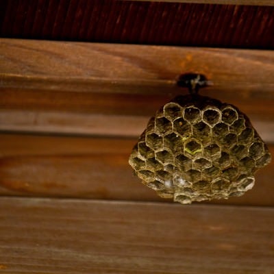 小さい蜂の巣の写真