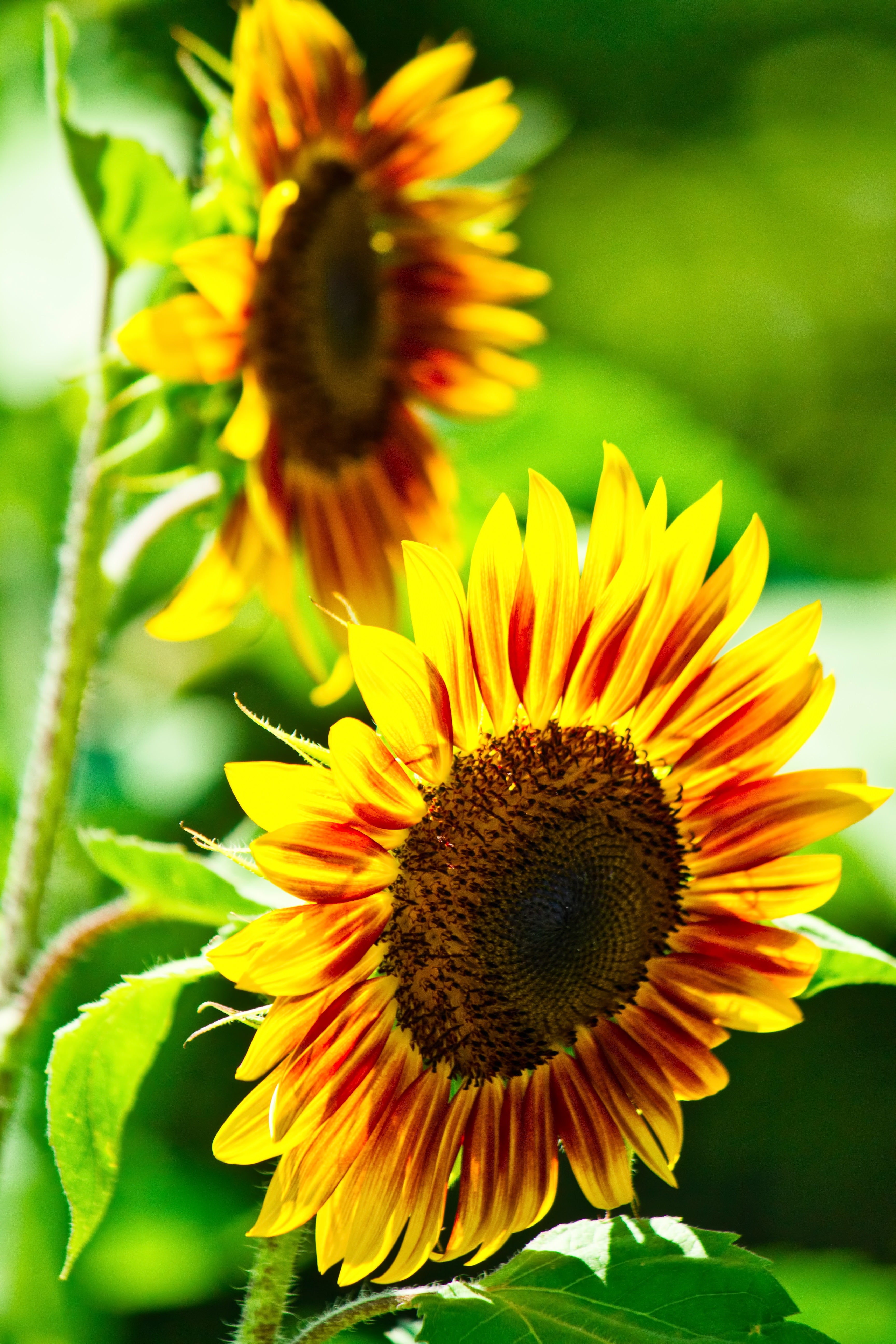 PPS_himawariringuofsfaia.jpg?&