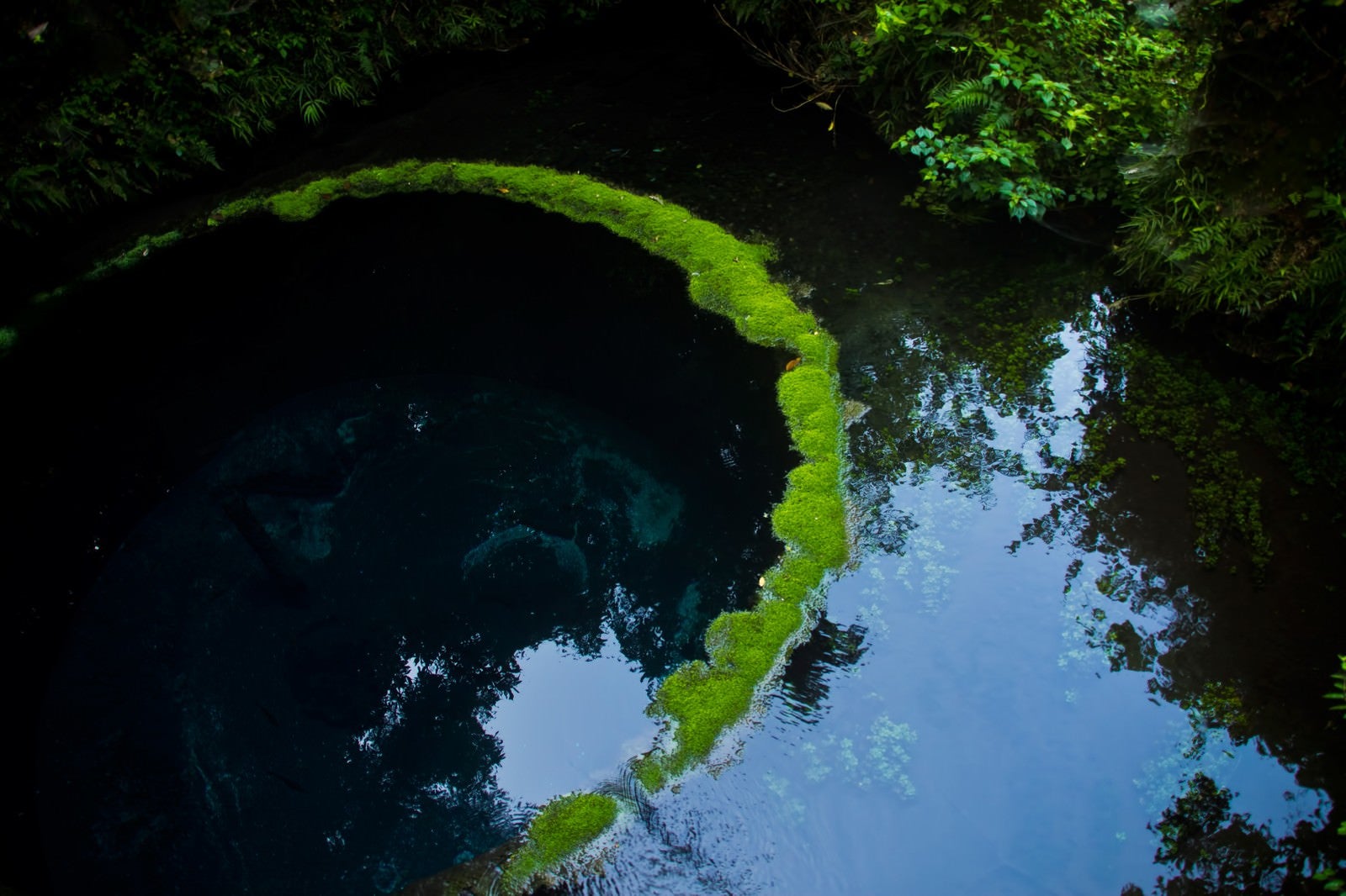 「柿田川の湧水」の写真