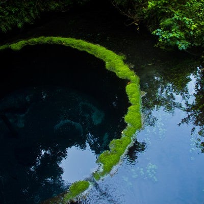 柿田川の湧水の写真