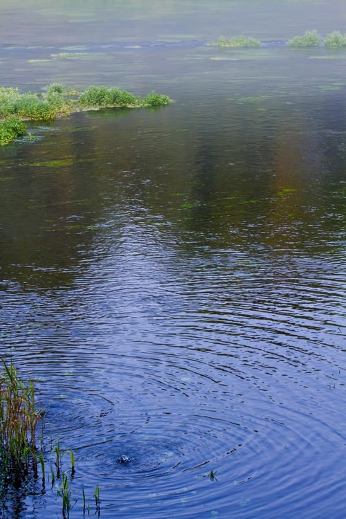 柿田川の湧き出る水源の写真