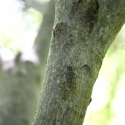 木にとまるヒグラシの写真