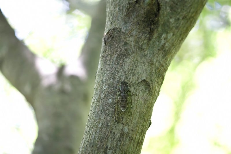 木にとまるヒグラシの写真