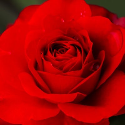 紅の薔薇の写真