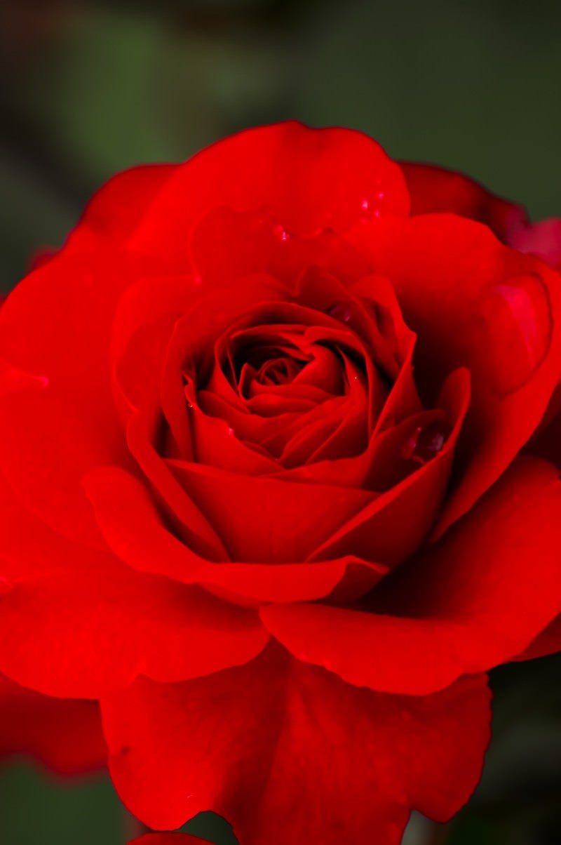 「紅の薔薇」の写真