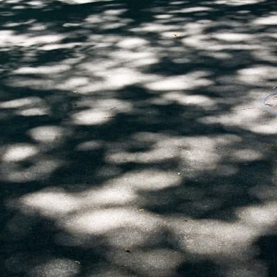木漏れ日の影の写真