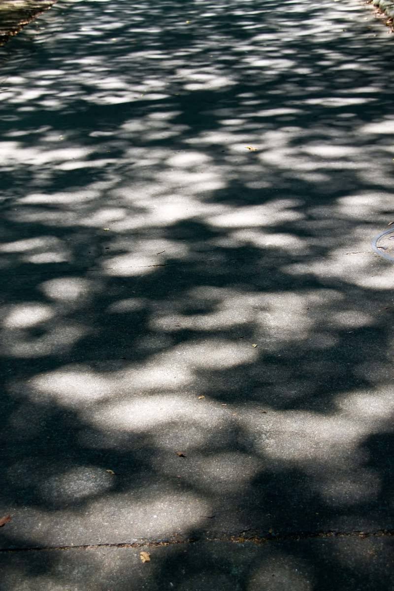 「木漏れ日の影」の写真