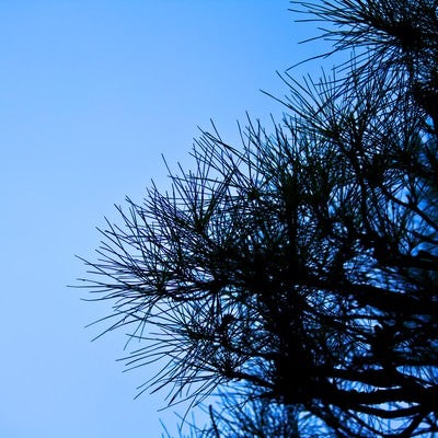 松の枝の写真