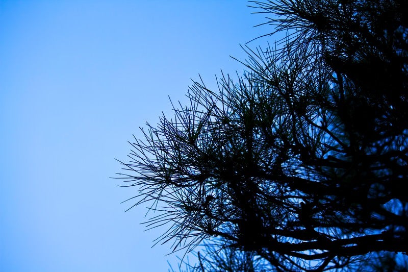 松の枝の写真