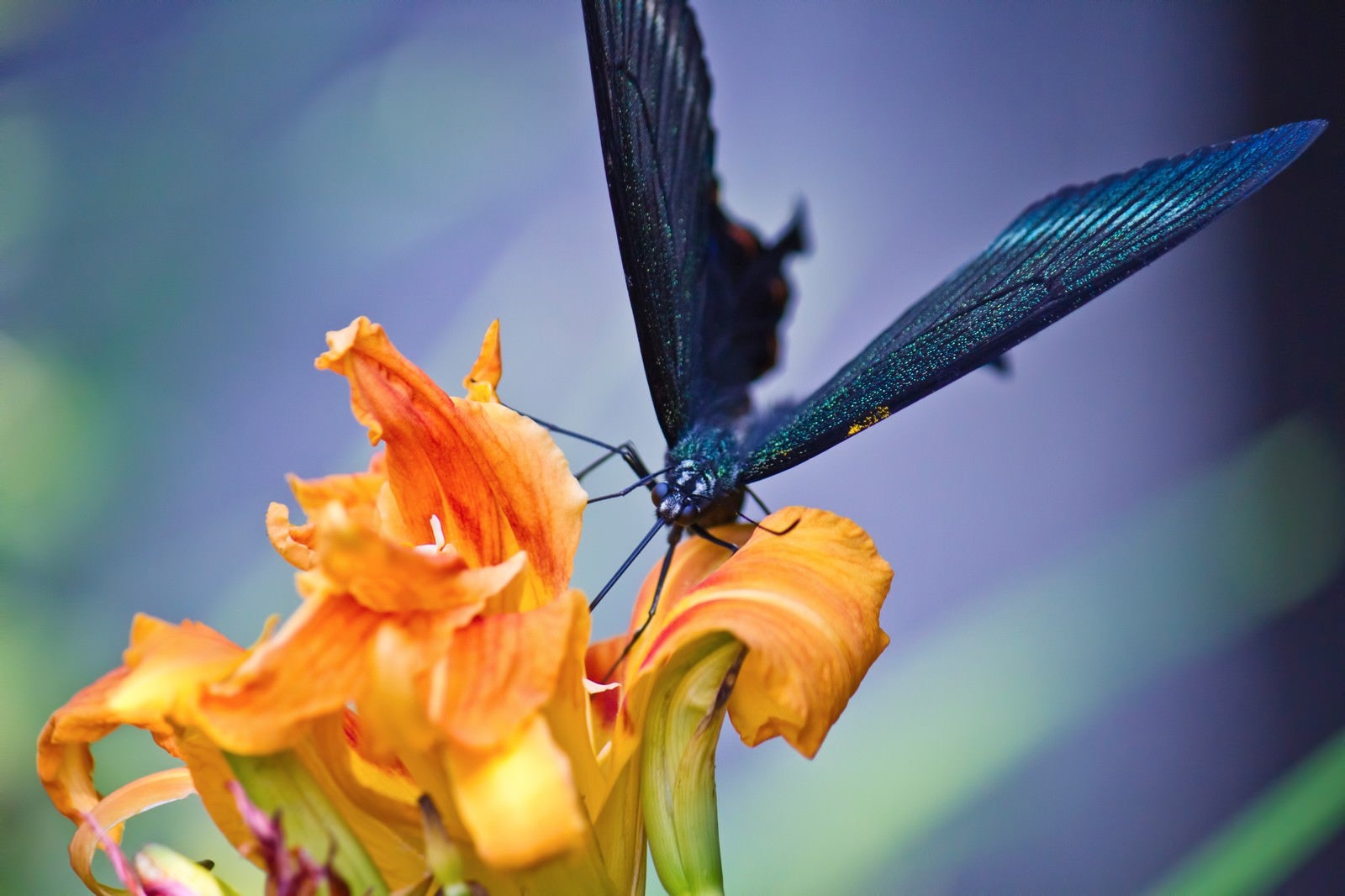 「蜜を吸う黒揚羽蝶」の写真