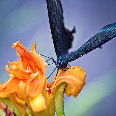 蜜を吸う黒揚羽蝶の写真