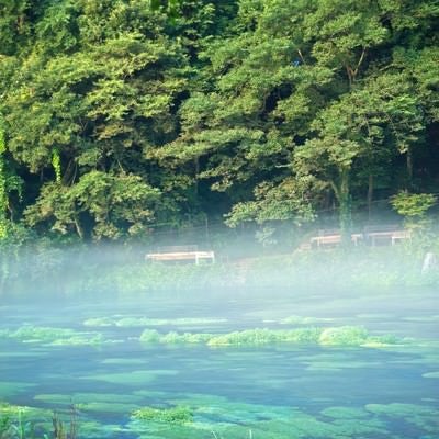 朝靄の柿田川の写真