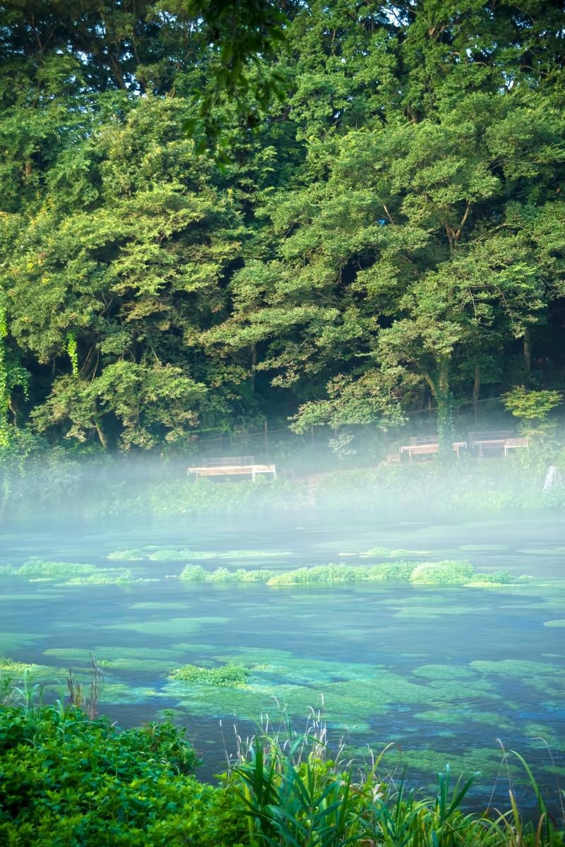 「朝靄の柿田川」の写真