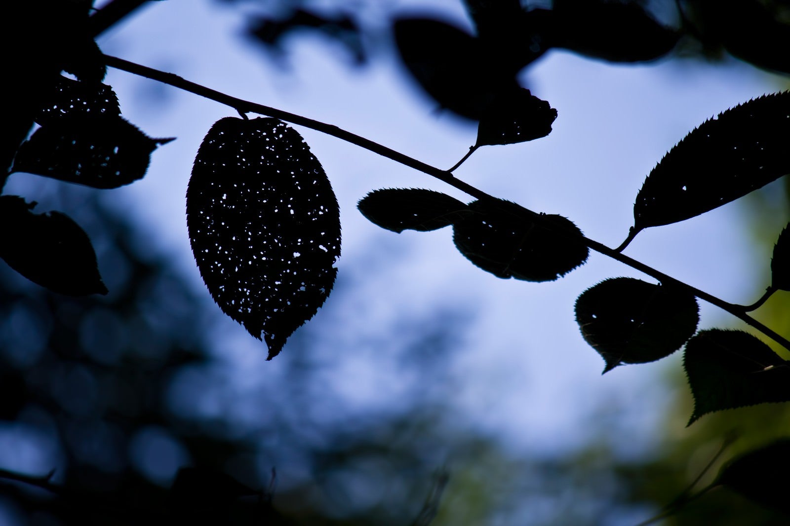 「虫に食われた木の葉」の写真