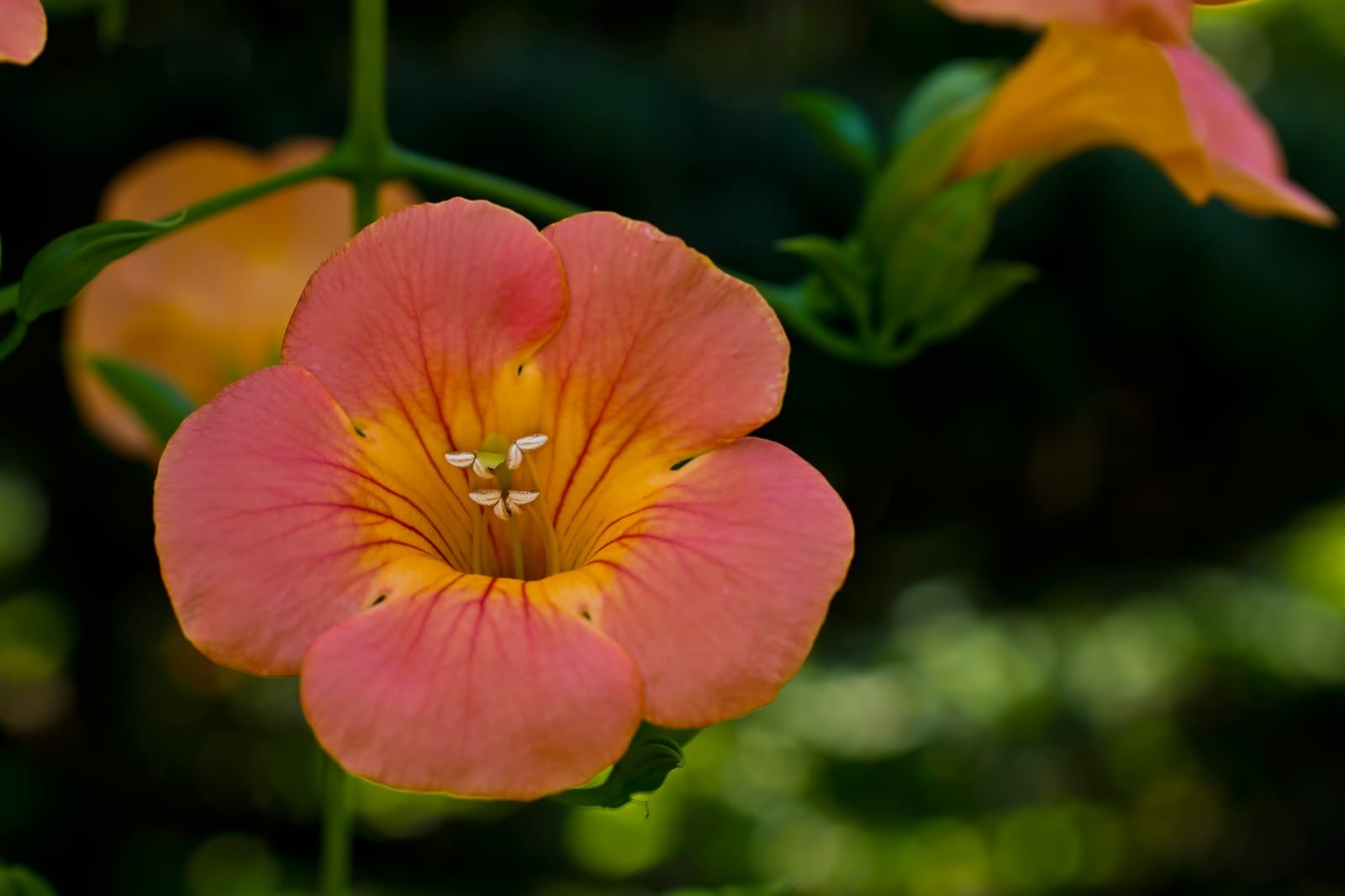 「ノウゼンカズラの花」の写真