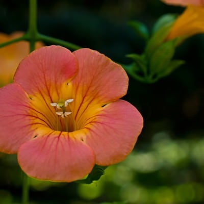 ノウゼンカズラの花の写真