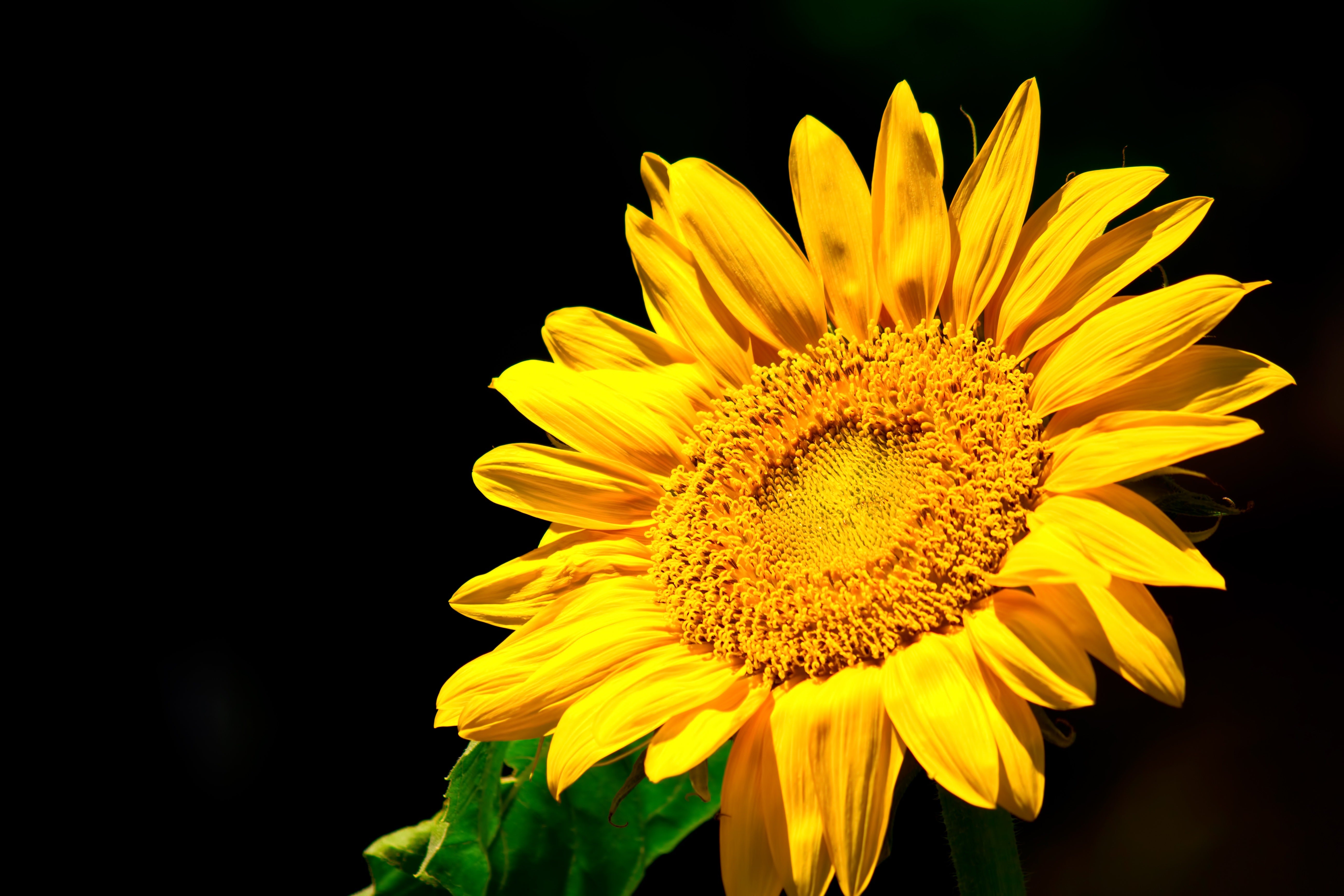 お日様のようなヒマワリの無料の写真素材 - ID.404｜フリー素材 ぱくたそ