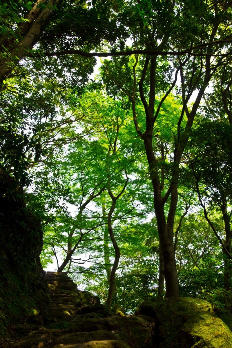 「石階段と木々」の写真