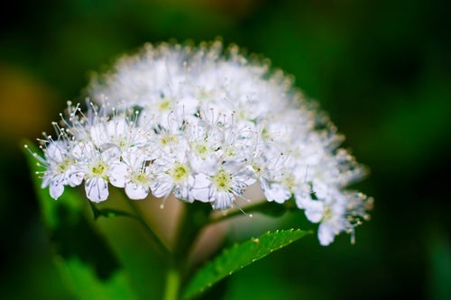 白く咲く花の写真