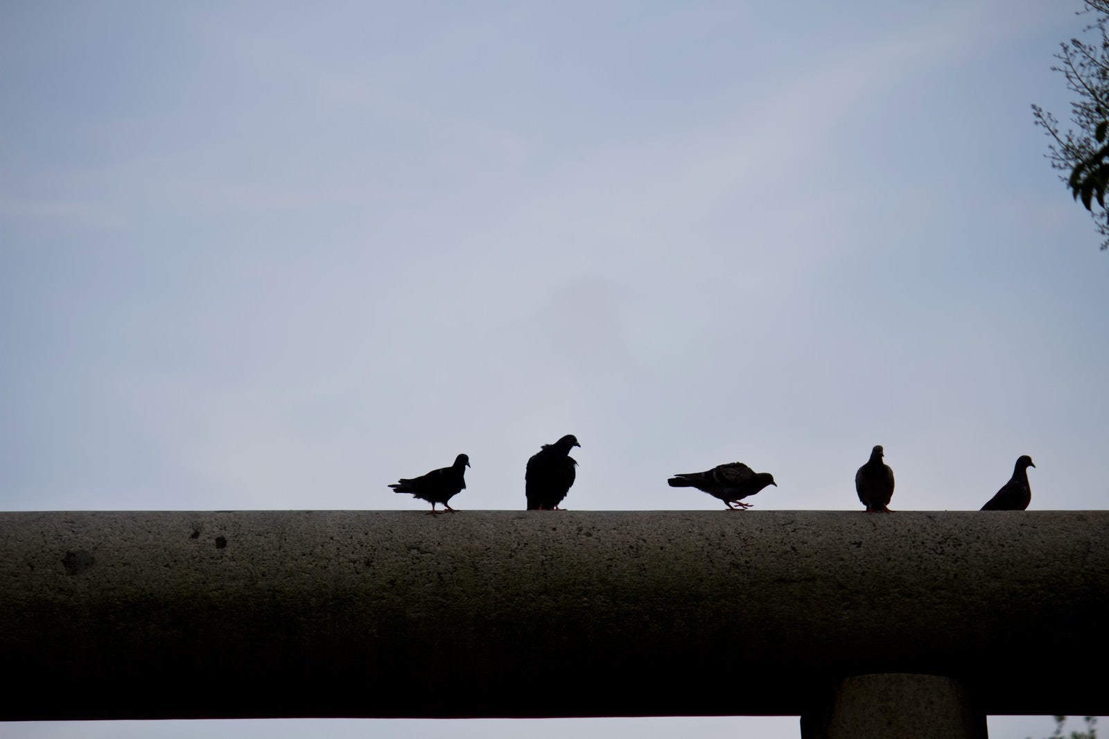 「鳥居の上の鳩」の写真