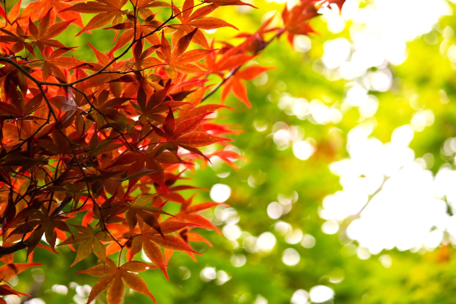 「秋、黄葉する葉」の写真