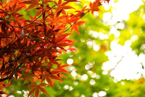 秋、黄葉する葉の写真