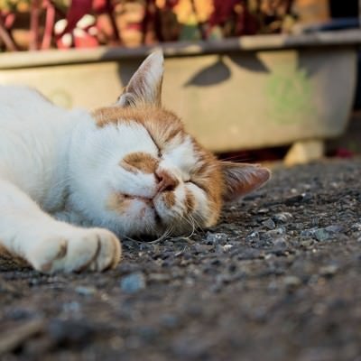 アスファルトで爆睡中の猫の写真