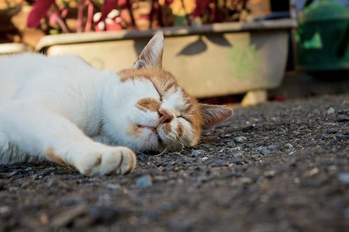 アスファルトで爆睡中の猫の写真