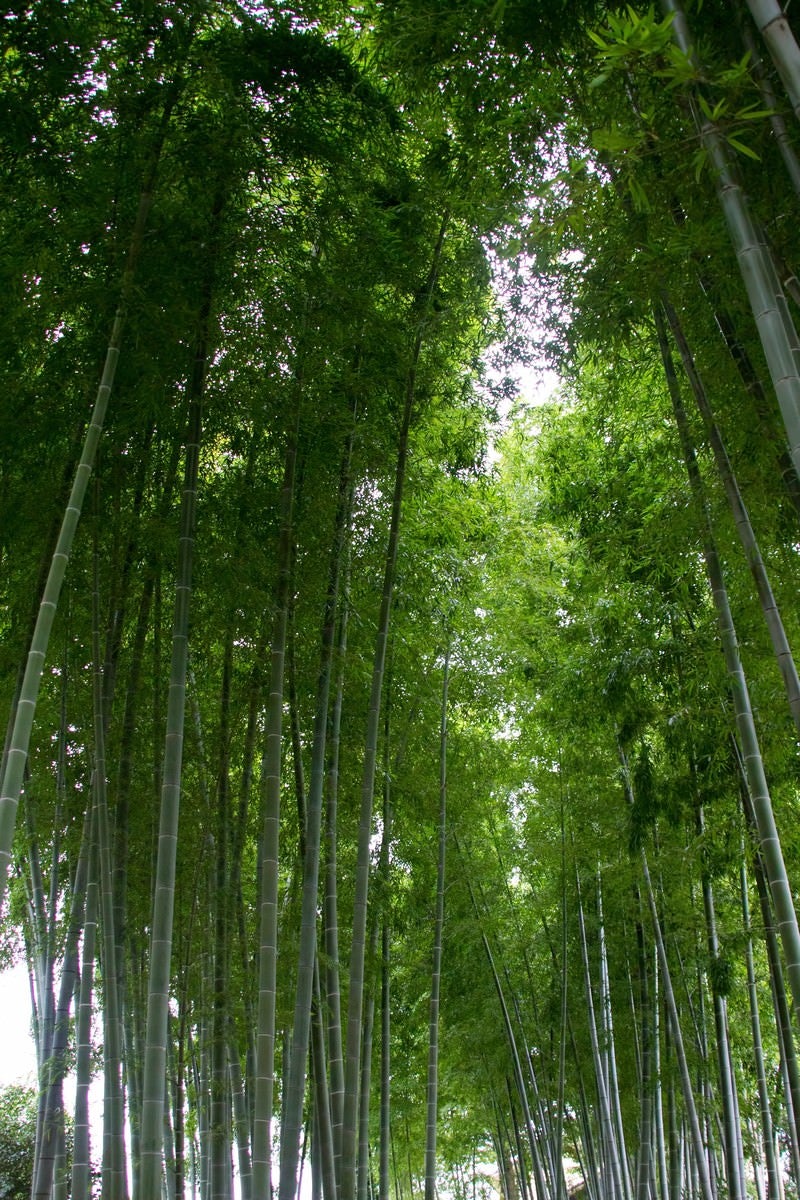 「竹林」の写真
