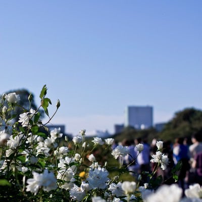 白いバラの写真
