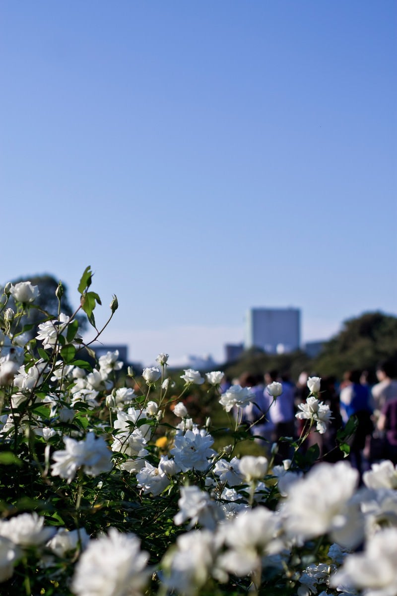 「白いバラ」の写真
