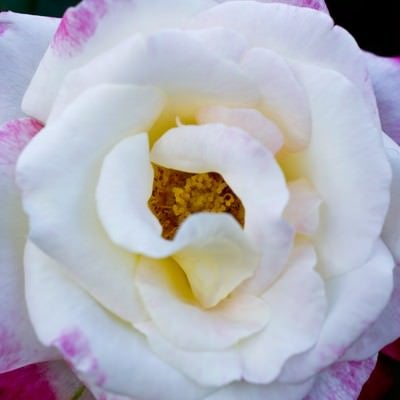 フラグラントクラウド(薔薇)の写真