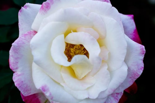 フラグラントクラウド(薔薇)の写真